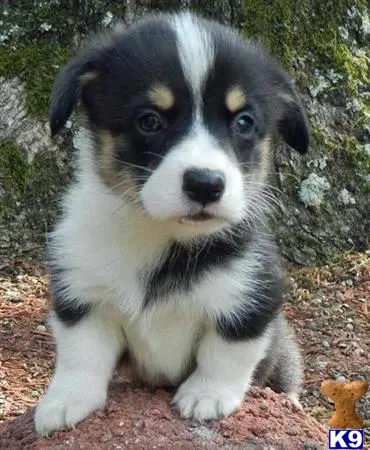 Pembroke Welsh Corgi puppy for sale